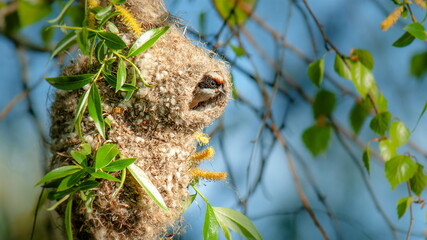bird in the nest