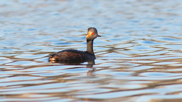 black and white swan