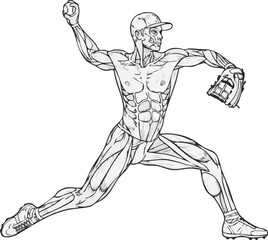 Anatomical illustration of a baseball pitcher throwing a ball, showcasing the engaged muscle groups in a line art style.