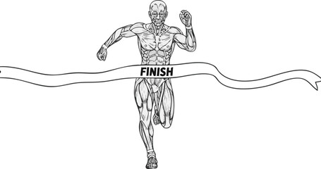 An anatomical illustration of a muscular human figure running and breaking the finish line tape in a race.