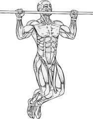 Anatomical illustration of a man performing a pull-up, showing the active muscles of the upper body and core.