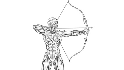 Anatomical illustration of the human muscular system, showing a male &eacute;corch&eacute; figure aiming a bow and arrow.