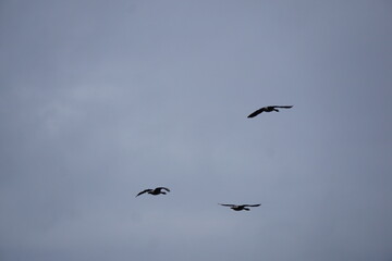 birds in flight