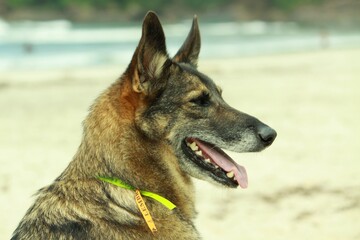 Cachorros vira-latas de rua