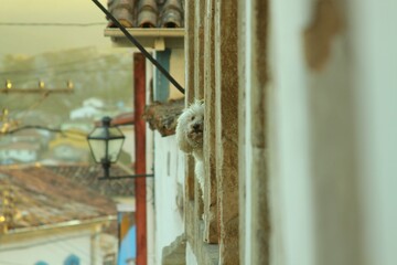 Cachorros vira-latas de rua