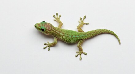 Obraz premium 鮮やかな緑のヤモリが明るい白背景に映えるスタジオライトで鮮明に捉えられた高精細な一枚. AI Generated