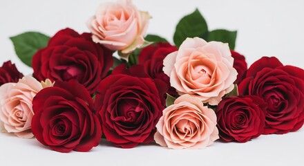 清潔感あふれる白い背景に鮮やかに配置された深紅と淡いピンク色のバラが瑞々しい花びらを広げ柔らかな自然光を浴びて優雅に輝くロマンチックな空間を演出する美しい花の情景. AI Generated