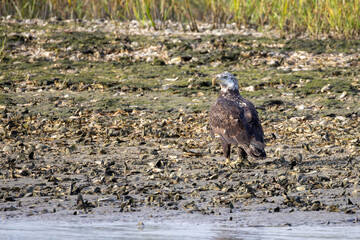 A juvenile bald eagle standing on the shore in an estuary. 