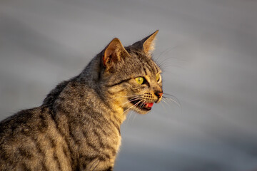 Domestic cat with green eyes sitting on the roof of a house