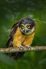Portrait of a spectacled owl perched on a branch in a lush forest