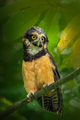 Portrait of a spectacled owl perched on a branch in a lush forest