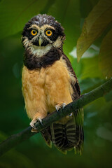 Portrait of a spectacled owl perched on a branch in a lush forest