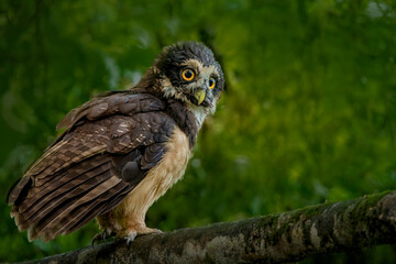 Portrait of a spectacled owl perched on a branch in a lush forest