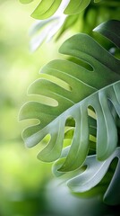 Close-up of a vibrant green monstera leaf with a blurred green background, creating a natural and fresh atmosphere.