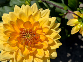 Obraz premium A view of a dahlia vancouver flower.