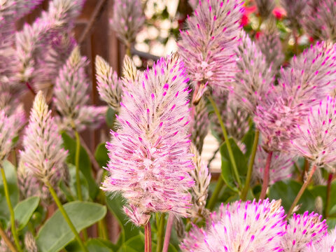 A view of some pink mulla mulla plants, seen at the nursery.