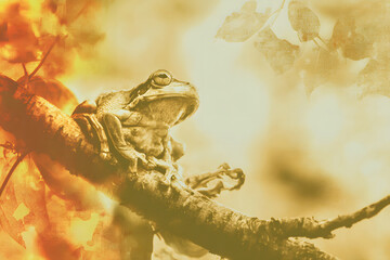 Frog on a Branch with Golden Light and Artistic Leaves
