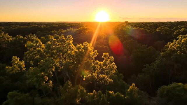 The sun rises majestically over a lush green forest, illuminating the vibrant foliage with warm golden light. Trees stretch toward the horizon, creating a breathtaking and serene l