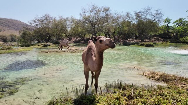Camel beside clear turquoise pools and lush greenery in Wadi Darbat, Dhofar, Oman, finding water and grazing amid arid hills and tranquil oasis landscape