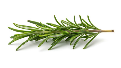 Fototapeta premium Fresh aromatic rosemary sprig, a vibrant green herb for culinary use and seasoning dishes