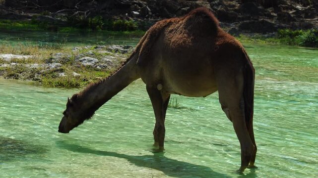 Camel drinking and walking through crystal-clear turquoise waters and lush green vegetation in Wadi Darbat, a beautiful natural park located in Taqah, Dhofar, Oman