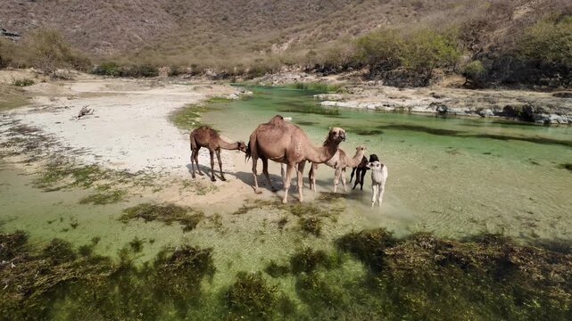 Camels and their young are finding refreshing water in the clear, shallow stream of Wadi Darbat, a vital oasis nestled within the arid mountains of Taqah, Dhofar, Oman