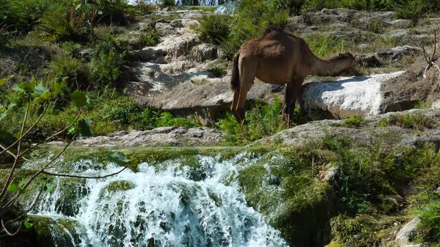 Camels wade through the vibrant turquoise waters of Wadi Darbat, a natural park in Dhofar, Oman, with lush vegetation and dry mountains forming a serene desert oasis landscape
