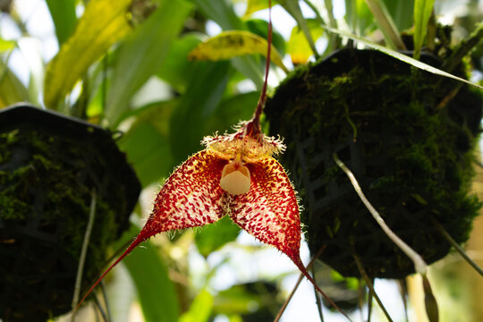 A view of a dracula chimaera pacifica orchid.