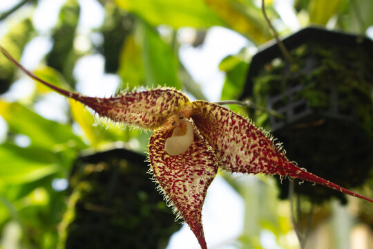 A view of a dracula chimaera pacifica orchid.