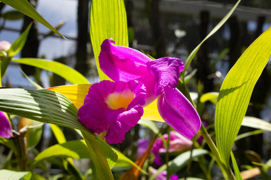 A view of a large flowered sobralia.