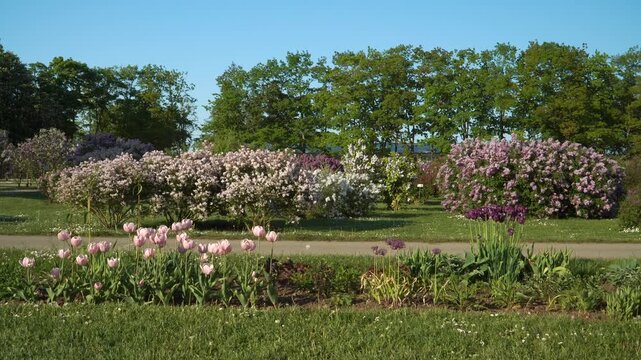 Tulips and lilacs bloom in a landscaped spring garden in Dobele, Latvia, with vibrant colors, clear sky, and lush greenery creating a serene and radiant outdoor scene.