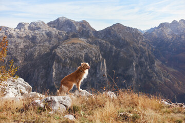 A Nova Scotia Duck Tolling Retriever stands at the edge of a rocky cliff with panoramic mountains in the distance. The dog alert posture contrasts the sweeping view.