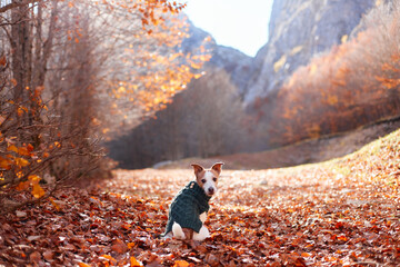 A Jack Russell Terrier wearing a dark green sweater sits on a leaf-covered trail in front of tall...