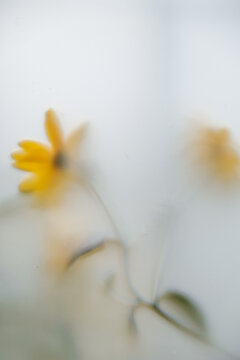 Blurry yellow flowers
