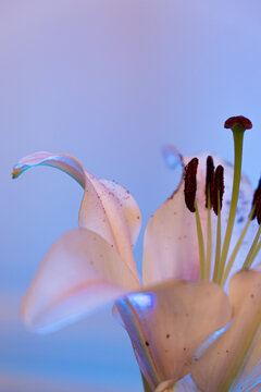 Flower bath in colors