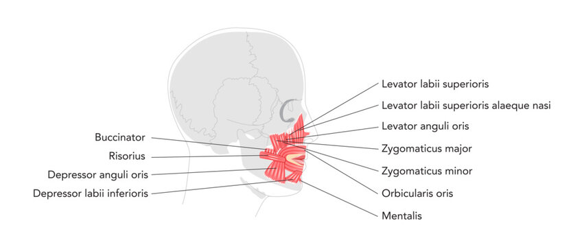 Oral muscles anatomy diagram, labeled structures include orbicularis oris, zygomaticus major, zygomaticus minor, risorius, buccinator, mentalis, levator labii, depressor oris, educational reference