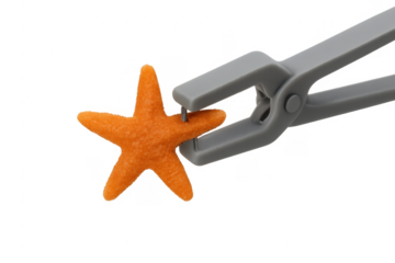 Starfish being stapled by a grey stapler on transparent background