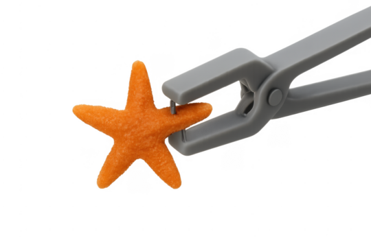 Starfish being stapled by a grey stapler on transparent background