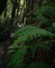 Fern