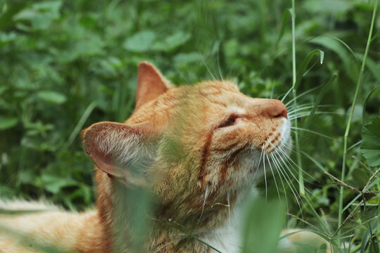 frodo gato