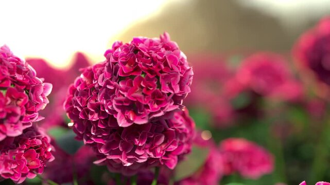 Close-up of blooming pink Hydrangea flowers in a sunny garden with a blurred mountain background. 3d animation. 4K.