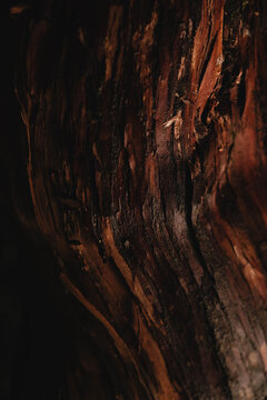 Rugged tree bark texture
