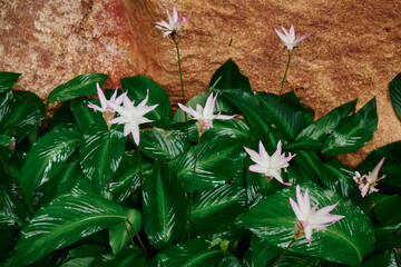 White flowers bloom among lush green leaves near rocky terrain
