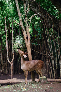 Deer reaching for leaves on a tree in a forest