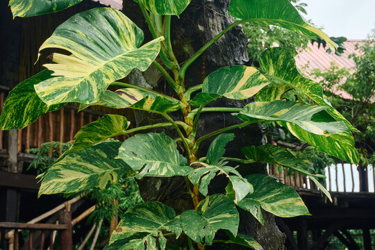 Green variegated plant growing on a tree trunk