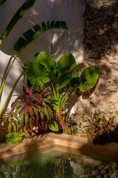 Lush Greenery Around a Tranquil Pool in a Serene Outdoor Space