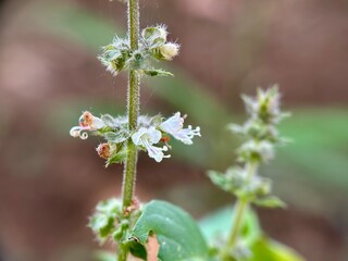 Macro close-up of tiny white/pink Basil (Ocimum basilicum) flowers blooming on a fuzzy green stem, set against a blurred background.