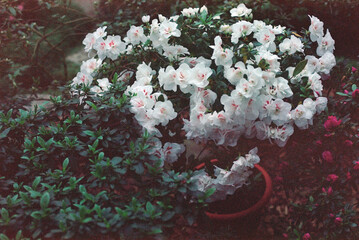 White azalea in blossom 