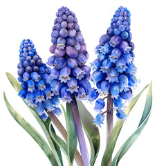 grape hyacinth bouquet water color