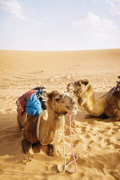 Camels Resting in the Sahara Desert
